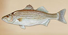 TakeMeFishing Striped Bass
