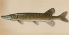 TakeMeFishing Chain Pickerel