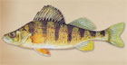 TakeMeFishing Yellow Perch